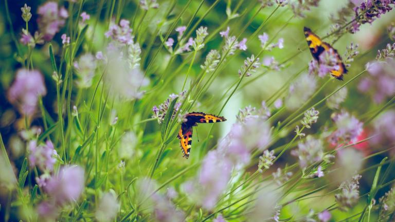 Butterflies. Emiel Molenaar / Unsplash.